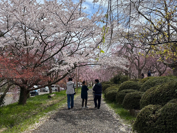 花見