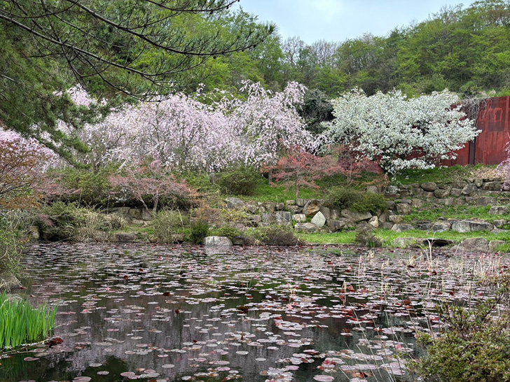 花見