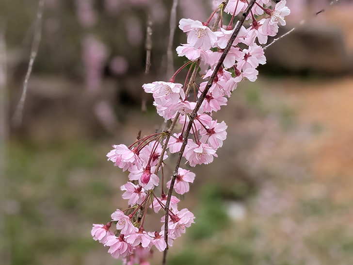 花見