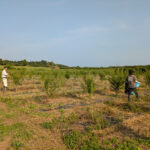 joyworkz志賀町_ハーブ